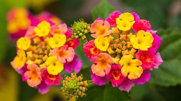 Květiny, které mění barvu svých květů – to zní spíš jako pohádkové kouzlo