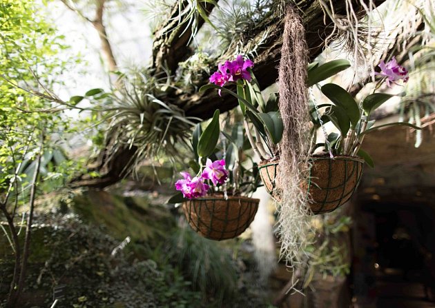 Z aktuální výstavy orchidejí ve skleníku Fata Morgana.