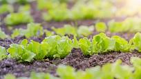 Saláty rostou rychle a nejsou náročné na teplo
