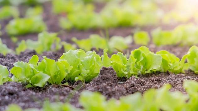 Saláty rostou rychle a nejsou náročné na teplo
