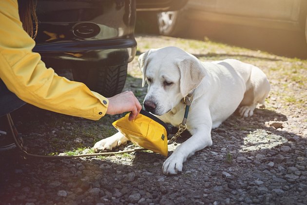 Nezapomeňte vzít psovi s sebou misku s vodou. Při delší jízdě je to nezbytné.