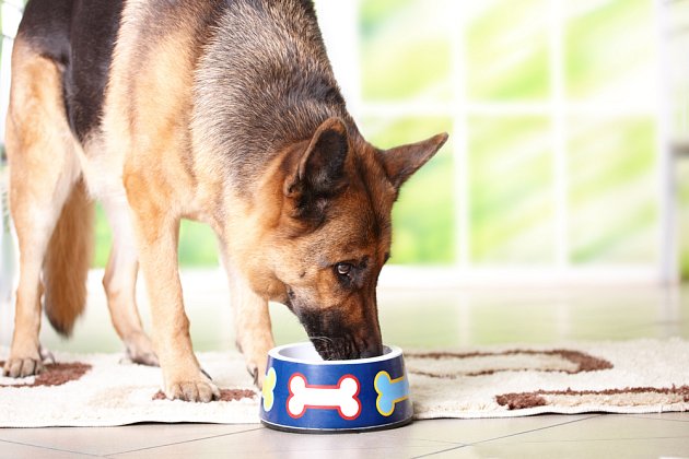 Pije váš pes nadměrně? 