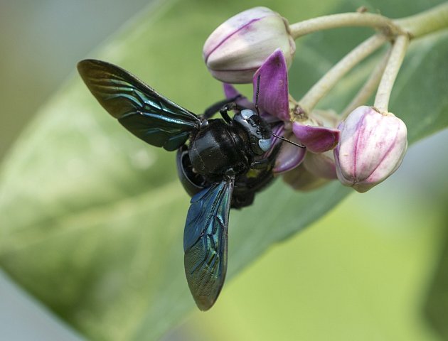Včela drvodělka je velmi vzácná - pyšní se černým tělem a kovově zbarvenými křídly