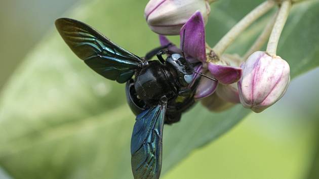 Včela drvodělka je velmi vzácná - pyšní se černým tělem a kovově zbarvenými křídly