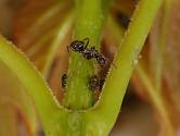 Mravenci společně se mšicemi udělají ve skleníku paseku.