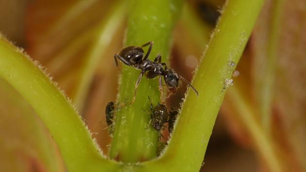 Mravenci společně se mšicemi udělají ve skleníku nebo pařeništi pěknou paseku.