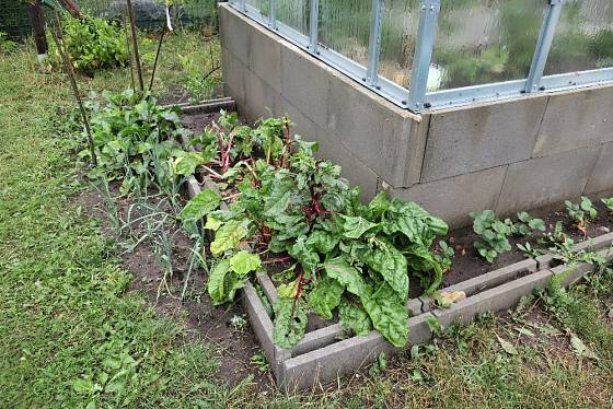 Rostliny pěstujeme i kolem skleníku.