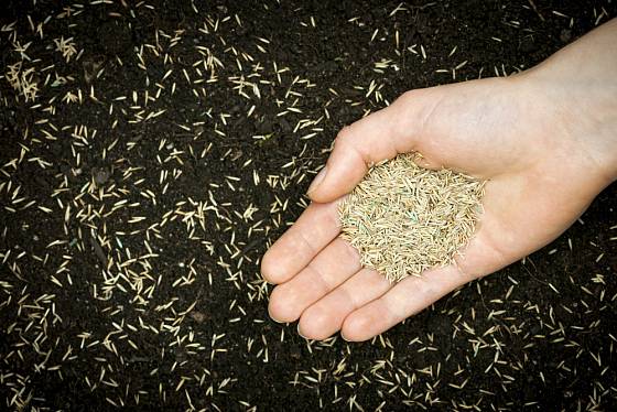 Místo běžného travního semena použijte účinnější prostředek ve formě trávníkové záplaty.