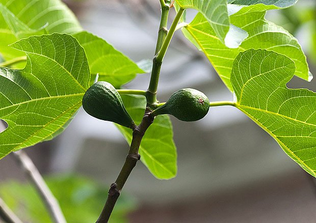 Fíkovník smokvoň (Ficus carica)