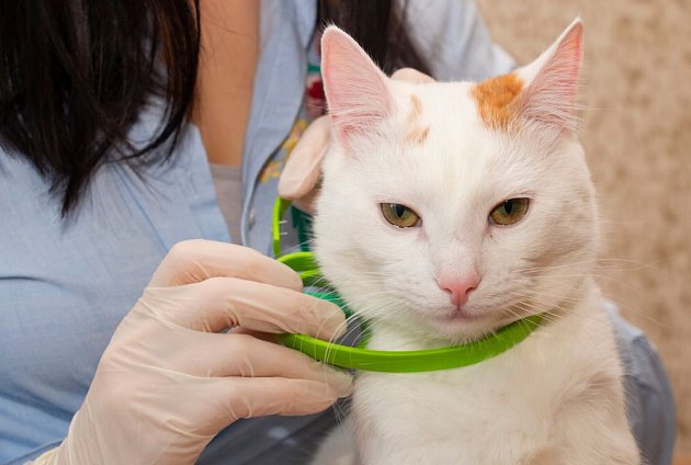 Antiparazitární obojek mohou nosit i kočky. Měl by však mít pojistku proti uškrcení