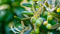 Olivovník evropský (Olea europaea) - větvička s mladými plody.