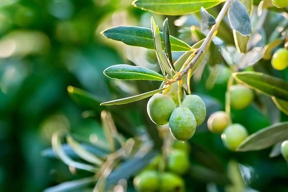 Olivovník evropský (Olea europaea) - větvička s mladými plody.