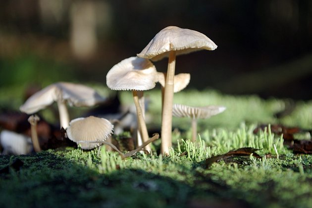 Jarní houby patří k těm málo známým