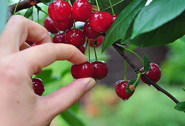 Štavnaté višně mohou být nakyslé i sladké