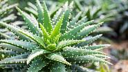 Listy Aloe vera obsahují gel, který je mimo jiné bohatým zdrojem vitamínů A, C, E, B.
