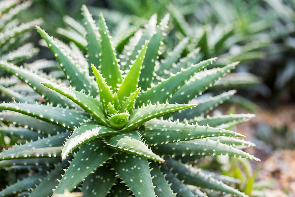 Az aloe vera segít javítani a látást 8 tipp a látásminőség javítására