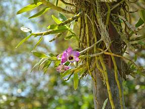 Dendrobium patří mezi epifytické orchideje rostoucí na větvích pralesních stromů.