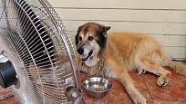 Chladná podlaha, čerstvá voda a proudící vzduch jsou pro psa v létě velmi důležité.