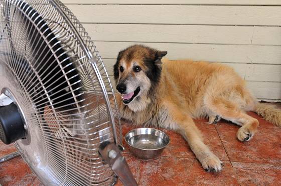 Chladná podlaha, čerstvá voda a proudící vzduch jsou pro psa v létě velmi důležité.