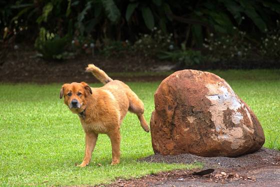 Vhodně umístěné kameny či patníky umožní psům značkování, aniž by docházelo k poškozování rostlin.