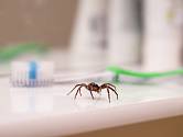 Pavouci nebývají vítanými spolubydlícími