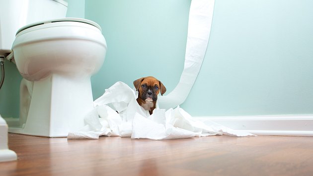 Toaletní papír na zemi může způsobit mnohé 'veselé' problémy.