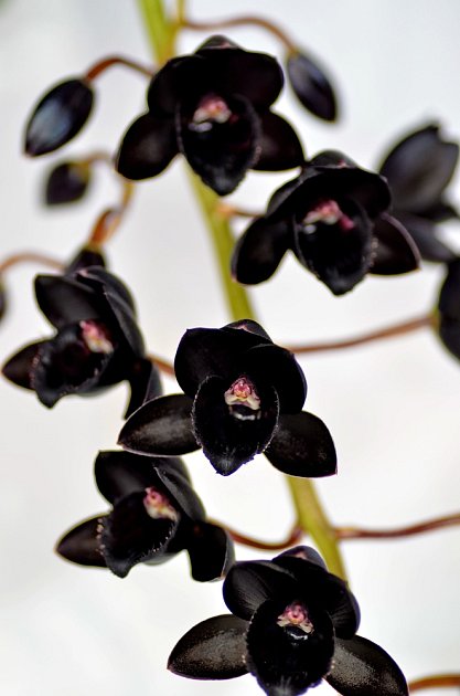 Černá orchidej - Fredclarkeara After Dark Black Pearl