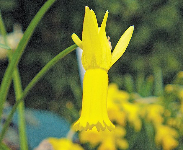 Narcis bramboříkový (N. cyclamineus)