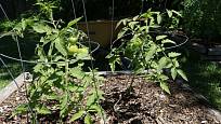 Při u nás netradičním pěstováním v klecové opoře rajčata nemusíme vyštipovat