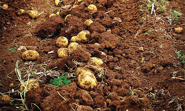 kompletní průvodce pěstování brambor