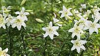 lilie bělostná (Lilium candidum)