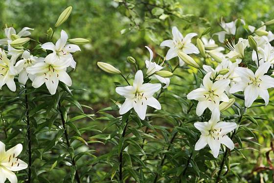 lilie bělostná (Lilium candidum)