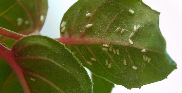 molice skleníková (Trialeurodes vaporariorum)