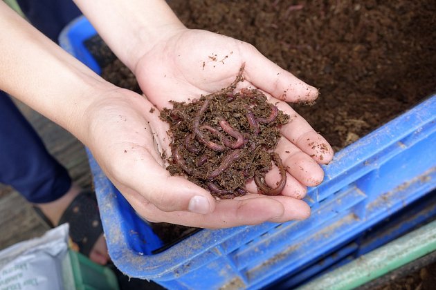 Kompost je důležitou výživou pro rostliny. Dobrá zpráva je, že si ho můžete vyrobit i v bytě. Jednou z metod je vermikompostování, které spoléhá na žížaly.