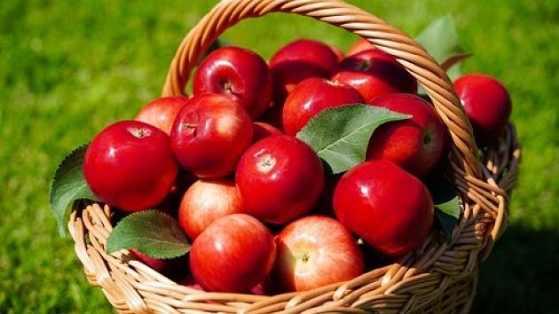 K uskladnění vybírejte jablka nejen očima, ale také čichem.