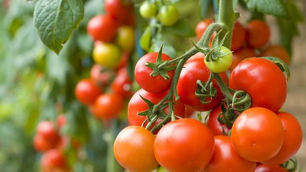 I v našich podmínkách se můžeme těšit z bohaté úrody rajčat.