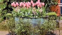 Obří nádoba s růžovými tulipány, modrými ladoňkami a skimií japonskou nabízí úchvatnou podívanou