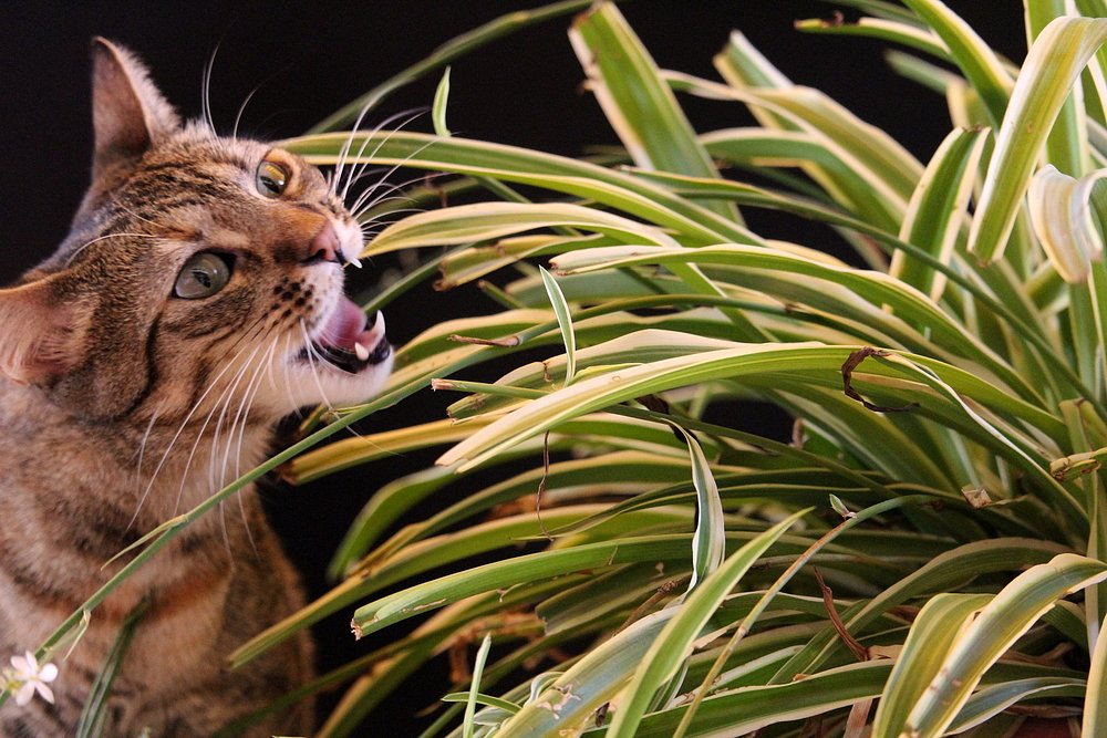 Jaké rostliny jsou jedovaté pro kočky?