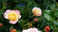 Růže odrůdy Rose der Hoffnung