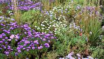 Hvězdnice křovitá (Aster dumosus) v trvalkové směsi Kvetoucí závoj, Dendrologická zahrada Průhonice