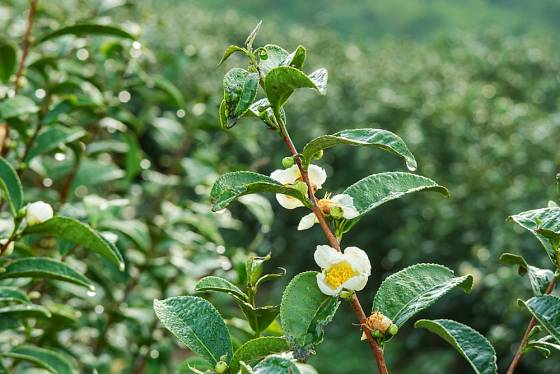 Kvetoucí čajovník čínský (Camellia sinensis).