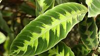 Calathea warscewiczii roste v deštných lesích Kostariky