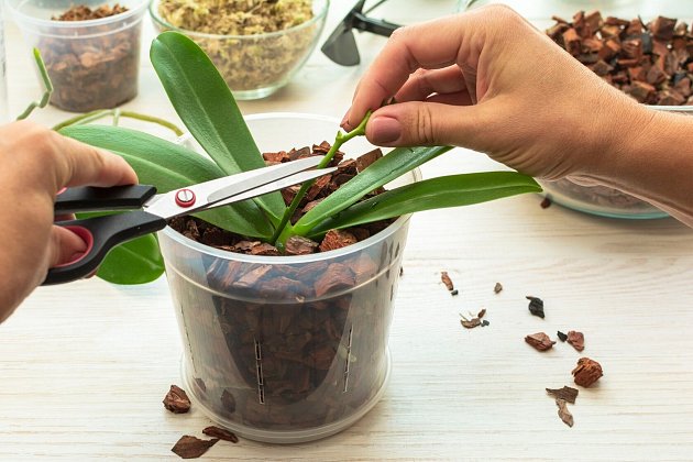 Je vhodné odstřihnout staré stonky orchidejí?