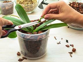 Je vhodné odstřihnout staré stonky orchidejí?