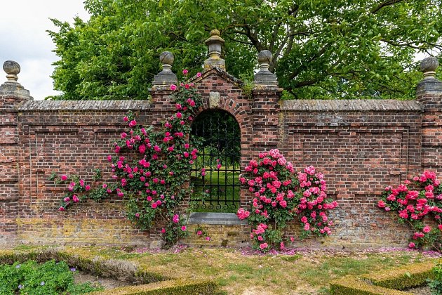 Růže spočátku pěstovali mniši v klášterních zahradách.