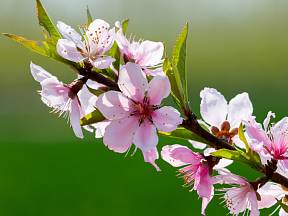 Nejkritičtější období jara právě přichází, a proto je velice důležitá ochrana květů před mrazem.