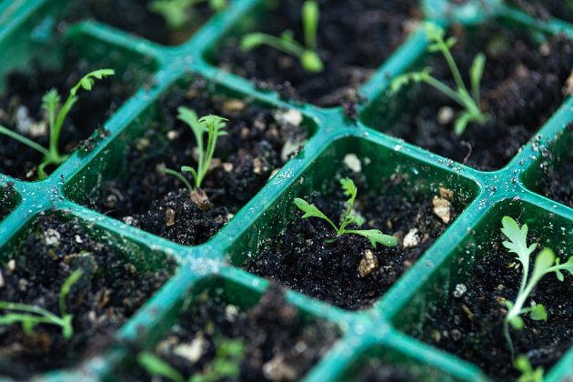řebříček pěstování ze semen