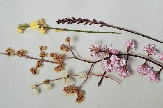 Odspoda nahoru: Lonicera x fragrantissima, Chimonanthus praecox, Viburnum x bodnantense 'Dawn', Jasminum nudiflorum, Myrica gale
