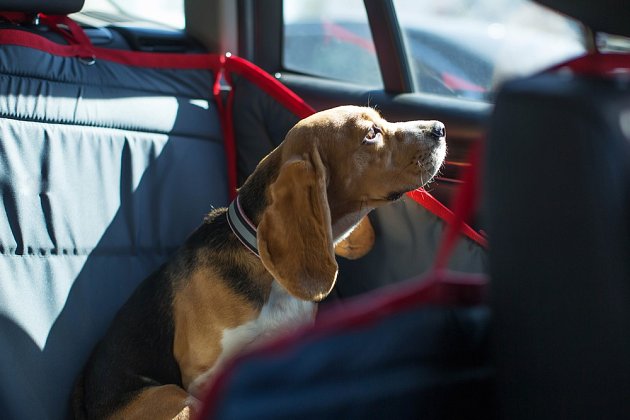 Jedním z praktických doplňků pro cestování se psem v autě je potah na zadní sedadla.