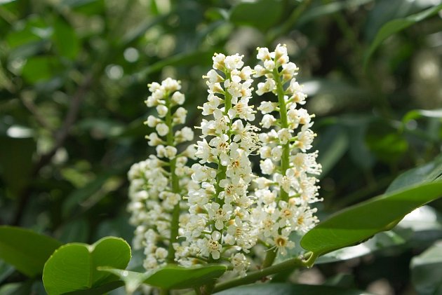 .  V období od dubna až do června vykvétají na bobkovišni vzpřímené hrozny bílých květů.